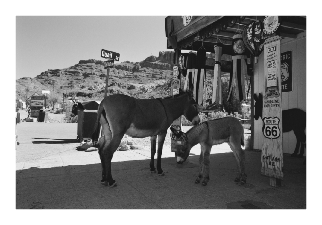 Main image Oatman Arizona Five