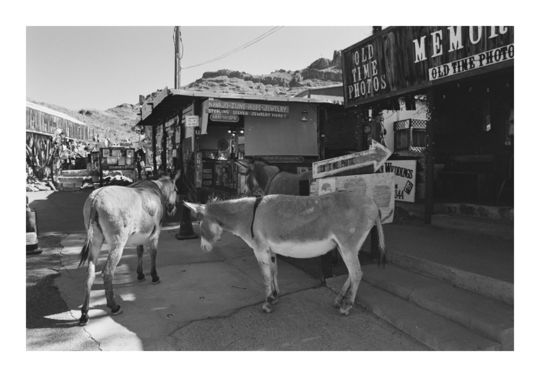 Main image Oatman Arizona Four
