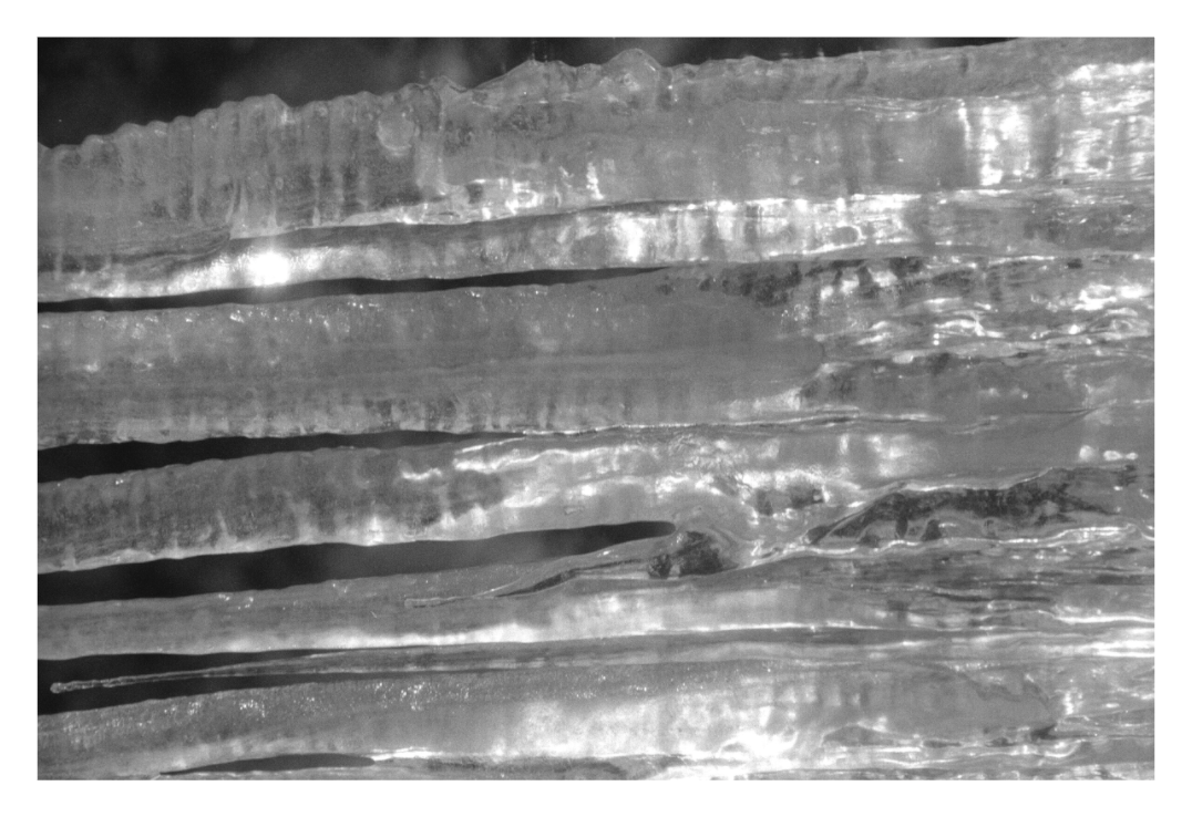 Main image Black Ice Eight