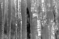 Black Ice Photo Masterprint #7