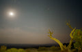 Desert landscape at night with moonlit sky and twisted cactus