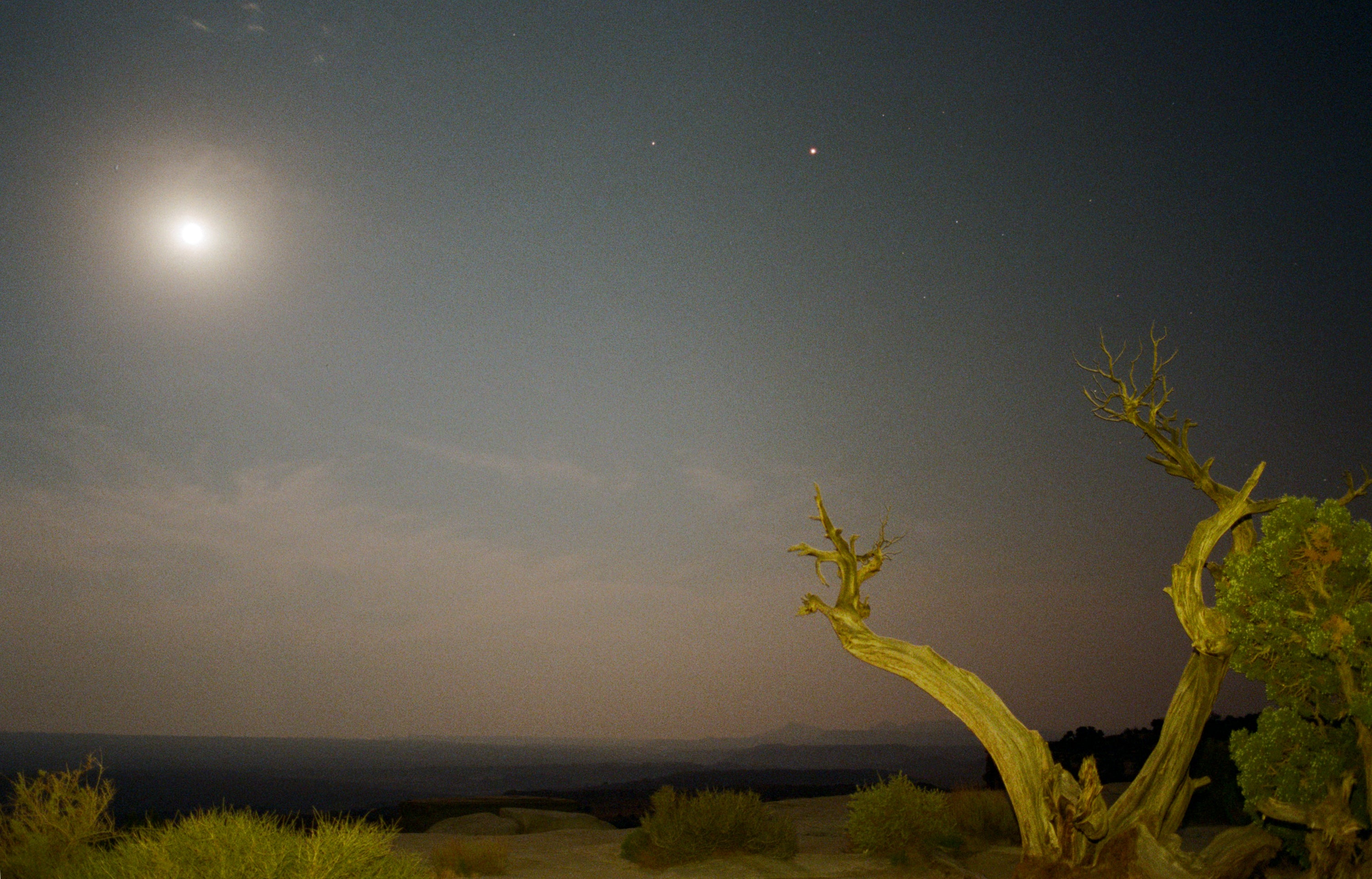 Desert landscape at night with moonlit sky and twisted cactus