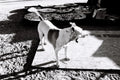 Slab City Photo Masterprint #1