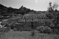 Oatman Arizona Photo Master-print #2