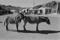 Oatman Arizona Photo Master-print #3