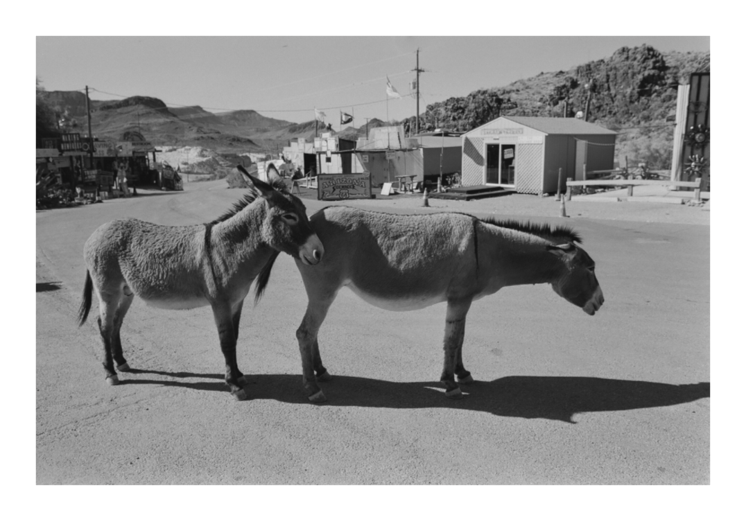Main image Oatman Arizona Three